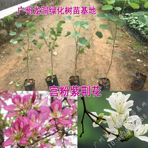 宫粉紫荆树苗花观叶观花植物紫荆树庭院道路盆栽地栽优良开花树种 - 封面