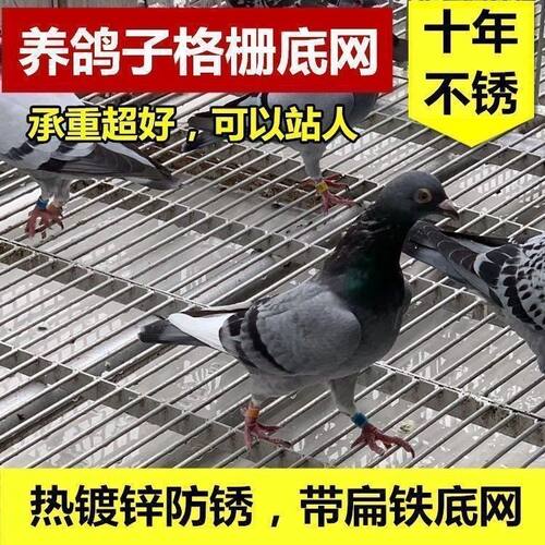 鸽舍底网漏粪板养殖网钢格板格扁铁地网格栅鸽舍钢格栅鸽子热镀锌