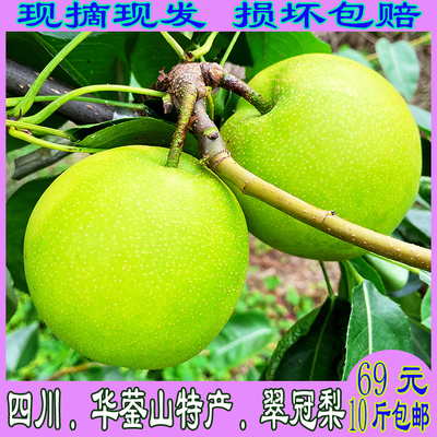 四川广安华蓥禄市当季新鲜梨子黄花梨基地青皮翠冠梨蜜梨10斤包邮