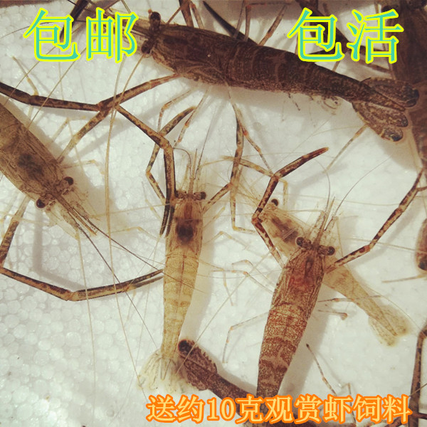 观赏虾长臂虾河虾草虾大眼贼日本沼虾原生虾食用虾食肉鱼饲料虾