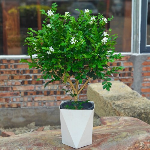 （60-80cm)九里香盆栽清新老桩绿植好养夏天驱蚊驱虫植物千里香