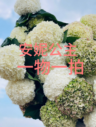 重瓣绣球安妮公主鲜切花云南昆明基地直发