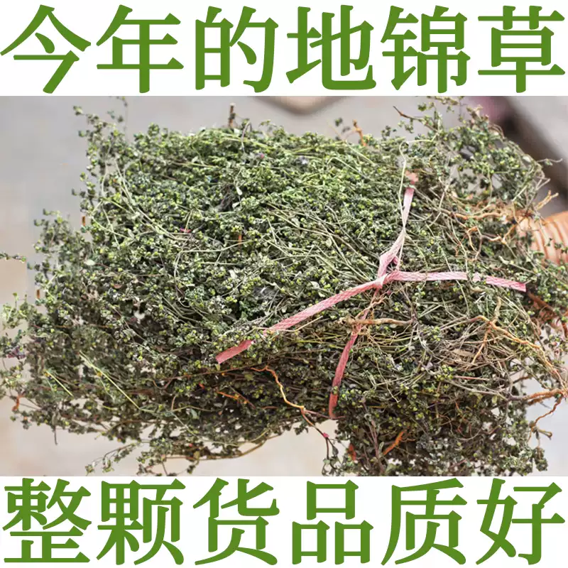 蛇莓草晒干货潮汕青草野草莓