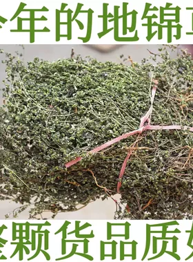 蛇莓草晒干货潮汕青草野草莓
