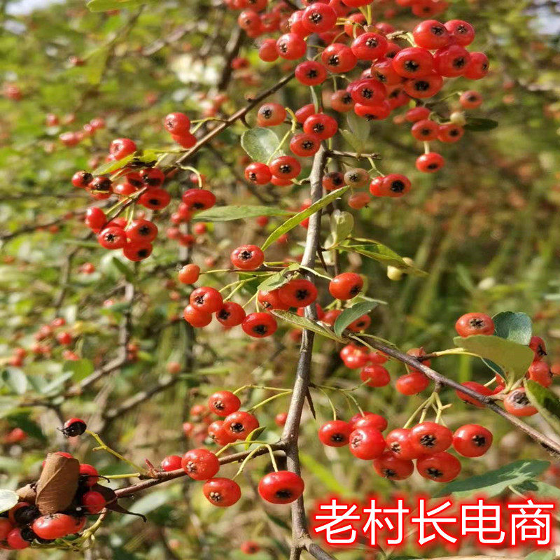四川植物花卉盆栽火棘子野苹果救兵粮冷饭子庭院花卉满五根包邮
