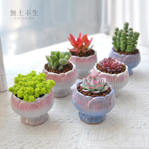 办公桌懒人好养多肉小盆栽