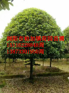 金桂|八月桂|桂花|精品桂花|桂花大树|四季桂|丹桂|丛生桂花