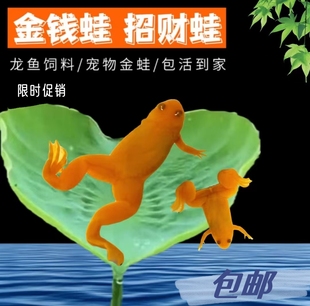 饲料 耐活好养水族宠物活物 招财小金蛙黄金蛙可爱宠物蛙 包邮