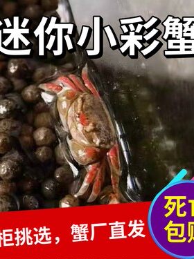 变异小彩深水除藻清洁残渣辣椒蟹