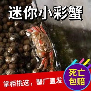 辣椒蟹变异小彩蟹迷你观赏蟹红蟹深水蟹相手蟹鱼缸除藻清洁残渣