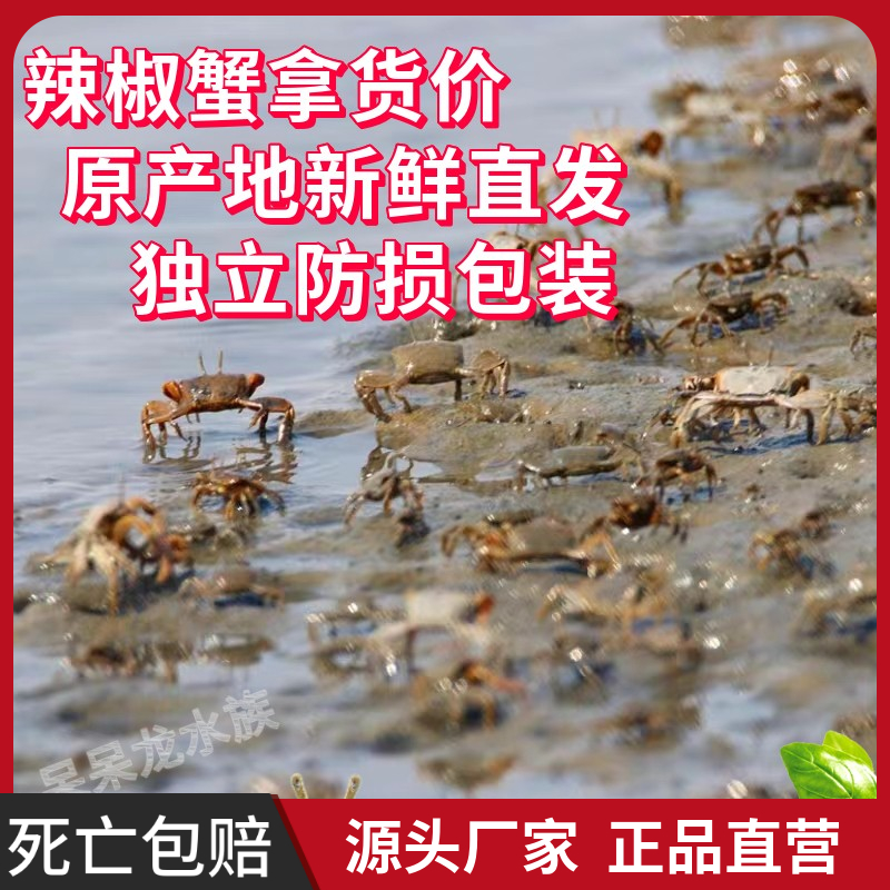 辣椒蟹小螃蟹淡水原产地批发