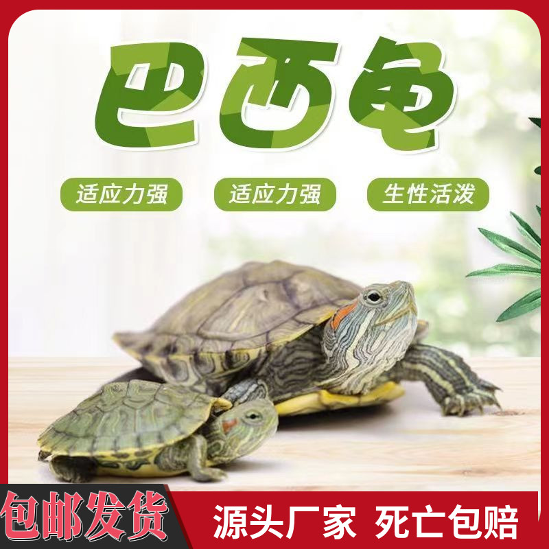 乌龟活物巴西龟小乌龟活物观赏宠物龟大乌龟水龟红耳龟活物情侣龟