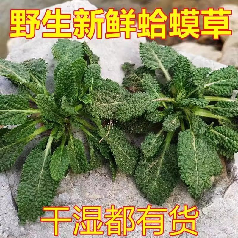 新鲜蛤蟆草荔枝草皱皮菜