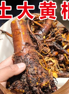 新鲜野土大黄 菠菜 新鲜血三七洋铁叶子根牛西西羊蹄根牛舌草500g