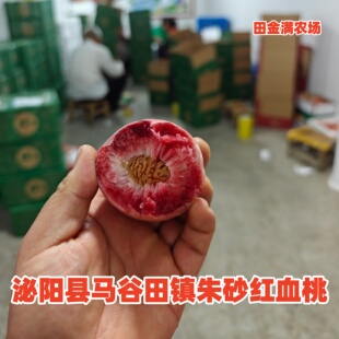 正宗泌阳县马谷田镇朱砂红血桃现摘新鲜紫英桃应季孕妇水果整箱
