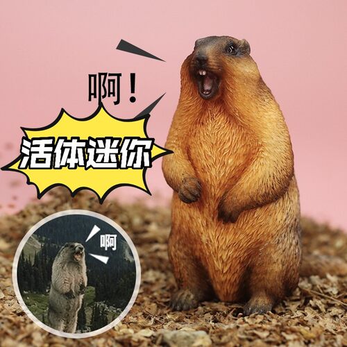 迷你土拨鼠价格 迷你土拨鼠图片 星期三
