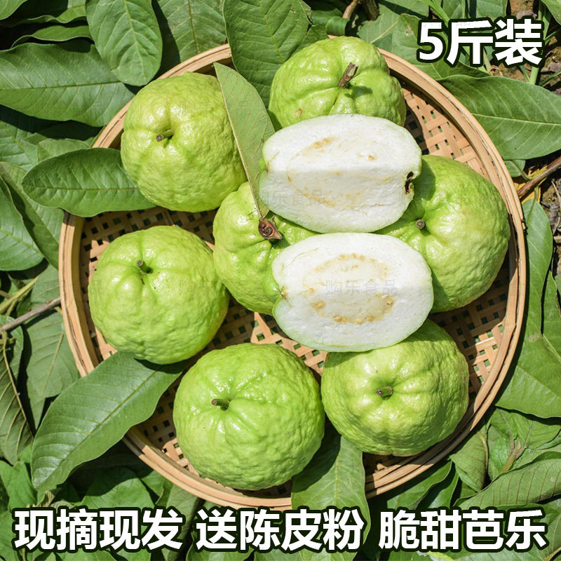 广东清甜番石榴现摘现发