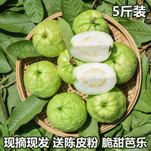 广东清甜番石榴现摘现发