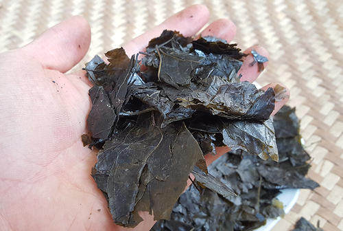 野生云南茶叶毛冬青中药材包邮