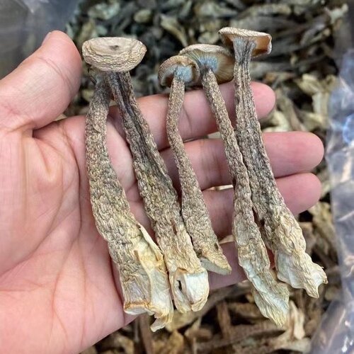 福建特产古田鹿茸菇鹿茸菌干货250g包邮茸菇菌新鲜食用菌菌汤