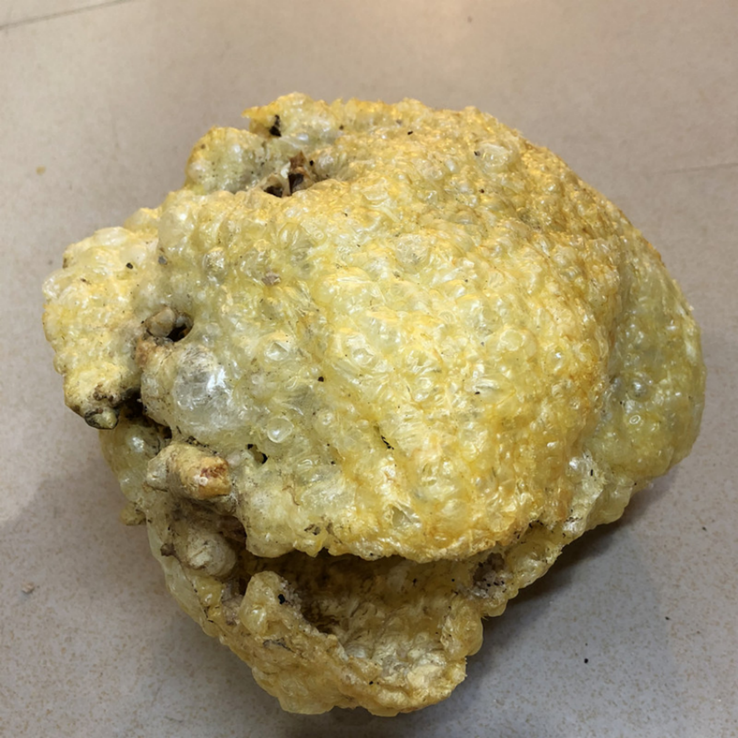 已拔刺盐爆大刺龟鱼皮海胆皮刺鲍鱼刺豚爆鱼皮煲汤料食材北海干货