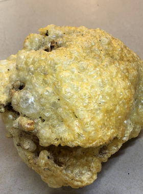 已拔刺盐爆大刺龟鱼皮海胆皮刺鲍鱼刺豚爆鱼皮煲汤料食材北海干货