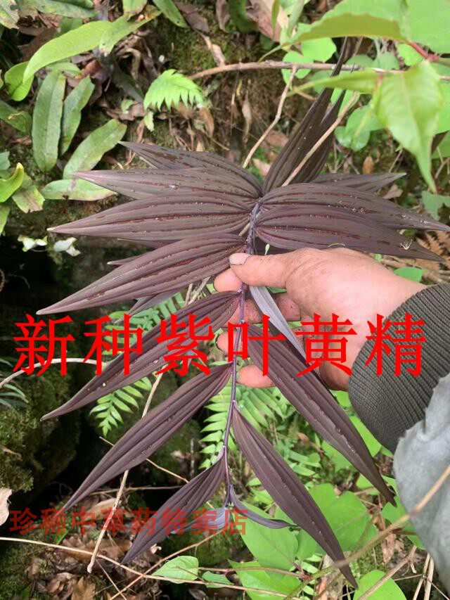 野外稀有紫叶黄精紫杆黄精变异黄精少量种苗一颗精品