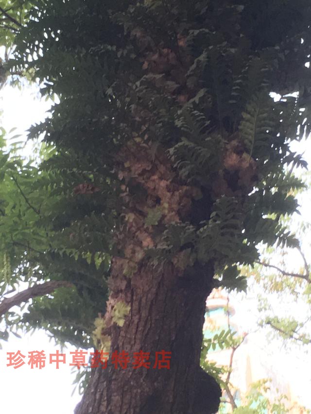 包邮中药材野外 新鲜骨碎补一斤25元树上毛姜爬岩姜 石岩姜 猴姜