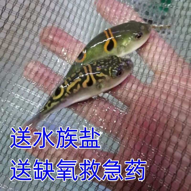 河豚观赏鱼