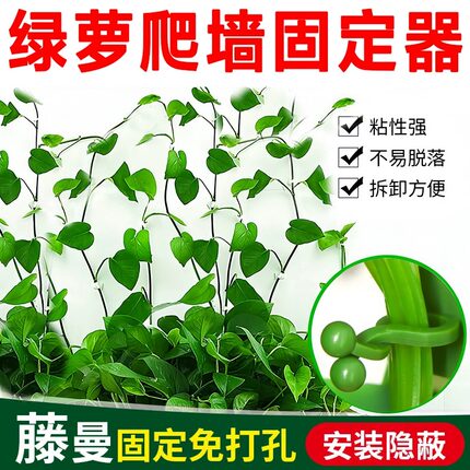 绿萝爬墙神器植物藤蔓固定器绿植攀爬夹子壁挂无痕挂钩爬藤杆墙面
