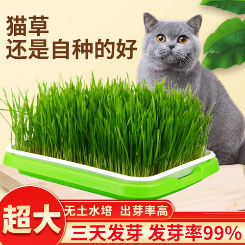无土水培猫草盆栽猫咪零食