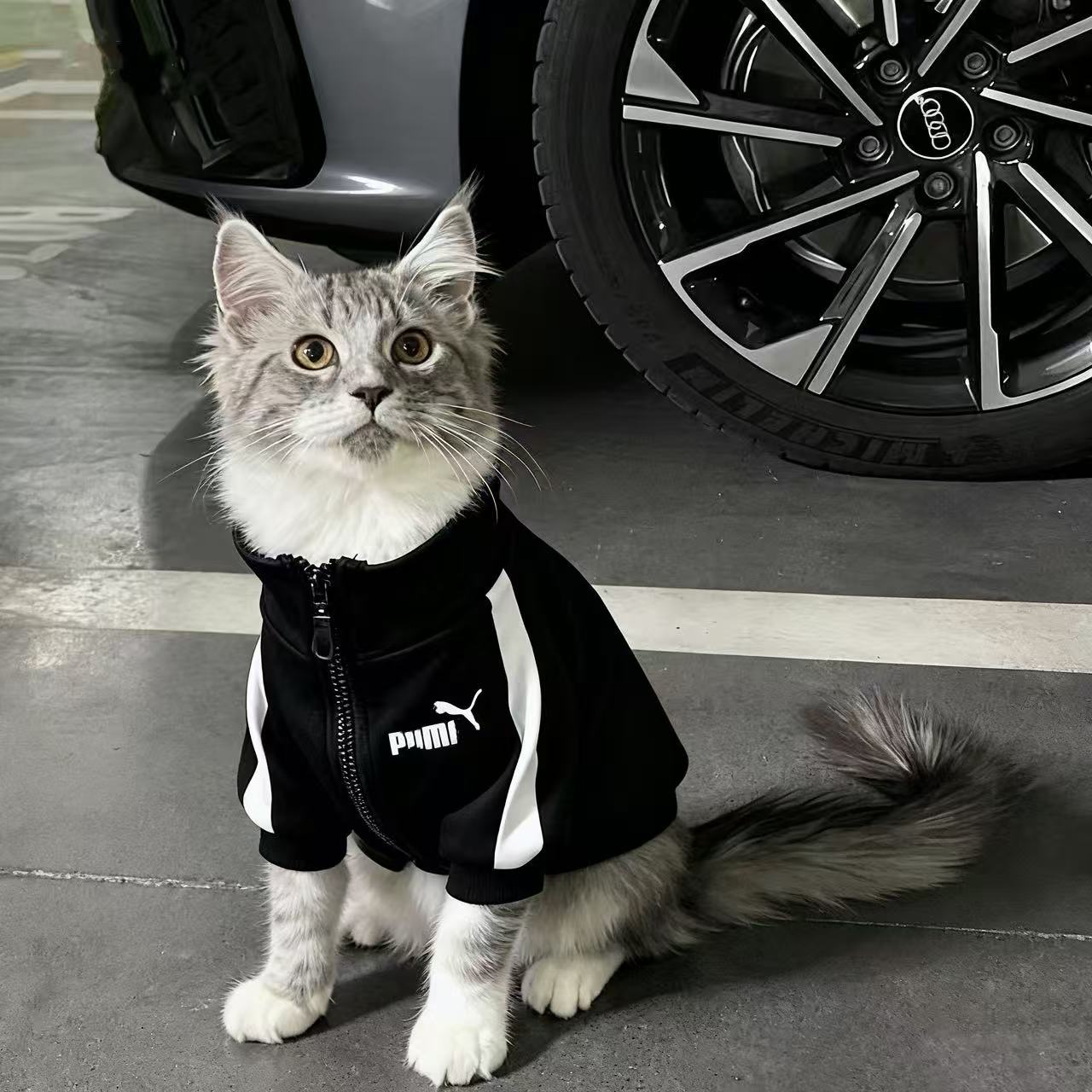 公猫帅气猫咪衣服蓝猫暹罗猫缅因猫小猫狸花猫银渐层橘猫春秋款图片