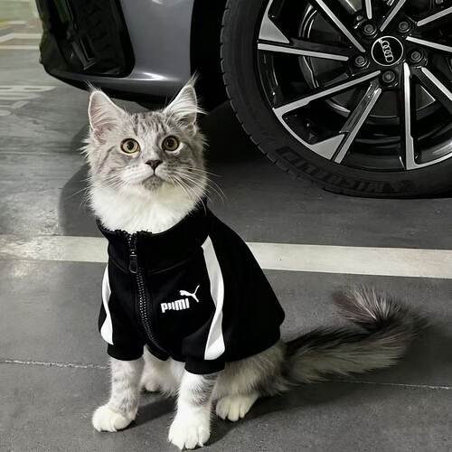 公猫帅气猫咪衣服蓝猫暹罗猫缅因猫小猫狸花猫银渐层橘猫春秋款