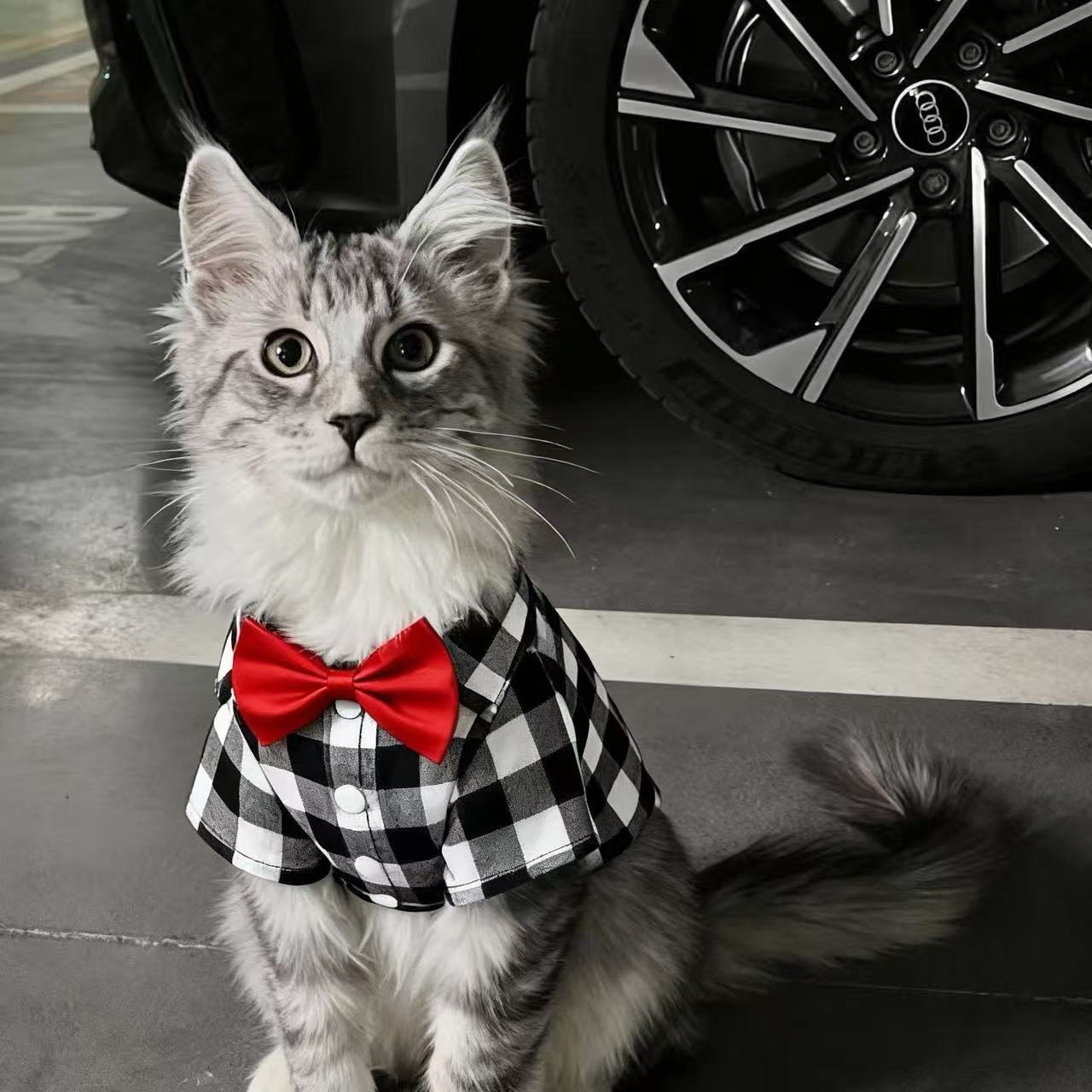 猫咪衣服春秋衬衫礼服公猫帅气蓝猫暹罗猫缅因猫小猫狸花猫银渐层图片