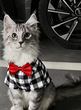 猫咪衣服春秋衬衫礼服公猫帅气蓝猫暹罗猫缅因猫小猫狸花猫银渐层