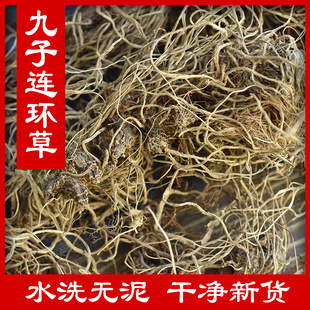 九子连环草500g野生中药材珠串珠夜白鸡硬九头狮子草肉连环九节虫