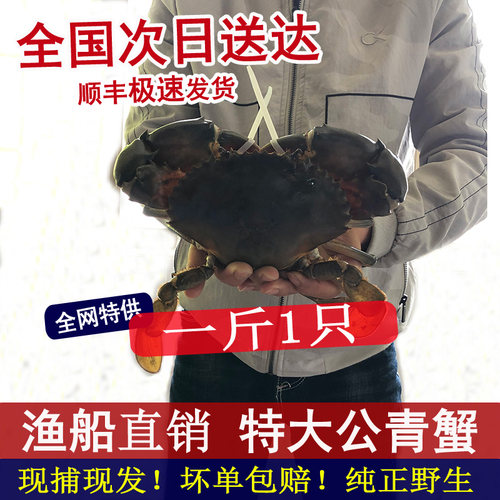 野生特大青蟹无绳重约1斤大公蟹