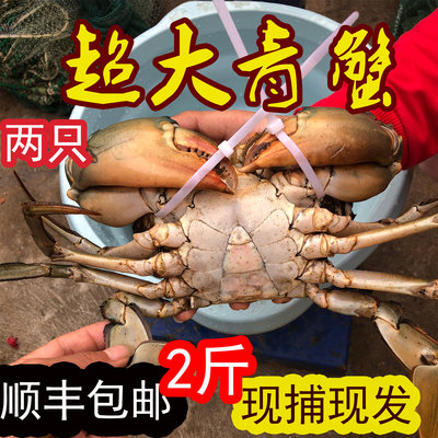 2斤2只不含绳重特大野生青蟹包活