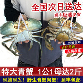 超大特大野生青蟹鲜活羔蟹鲟猷蠓 红膏母蟹1公1母搭配净重2斤包活