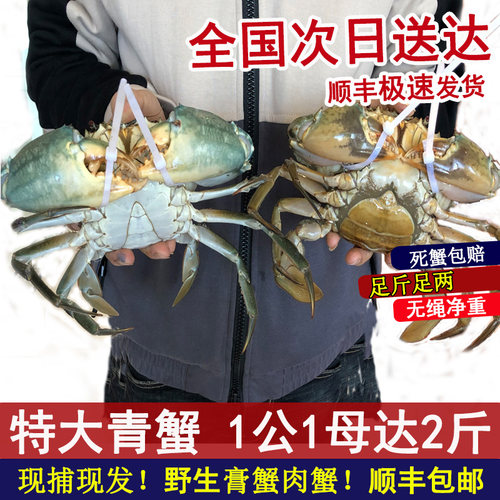 超大特大野生青蟹鲜活羔蟹鲟猷蠓 红膏母蟹1公1母搭配净重2斤包活