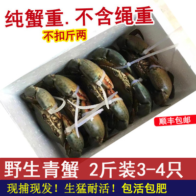 野生青蟹鲜活公蟹肉蟹海鲜水产猷蠓净蟹 2斤顺丰包活包肥