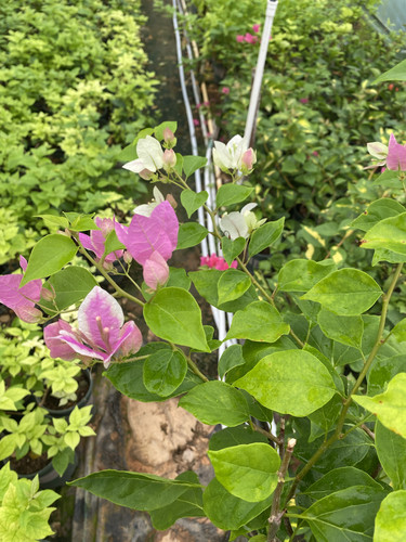 漳州红樱三角梅