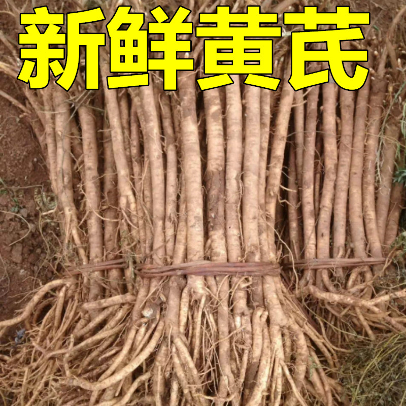 新鲜甘肃无硫现货大条黄芪