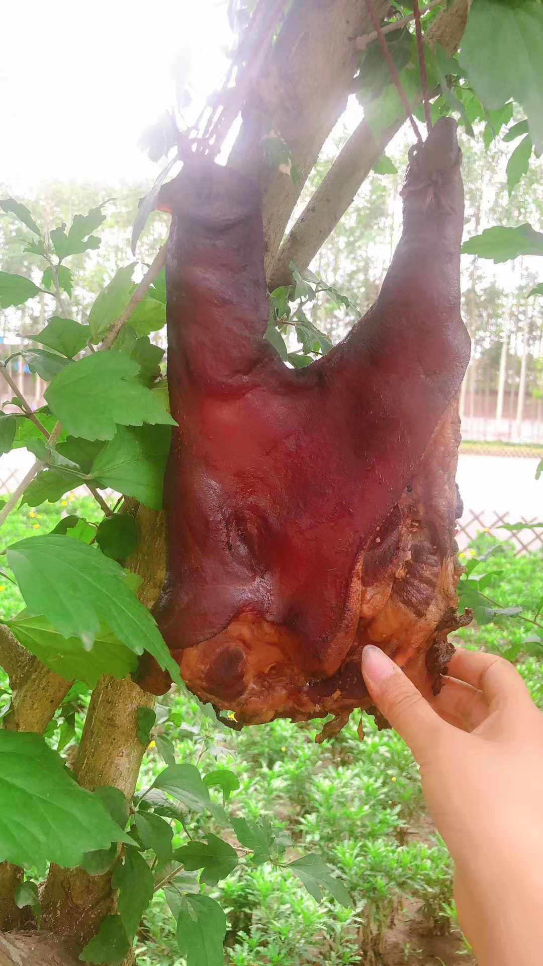 正宗乐山烟熏风干猪头猪嘴巴猪脸农家自制烟熏腊肉风干猪嘴巴500g