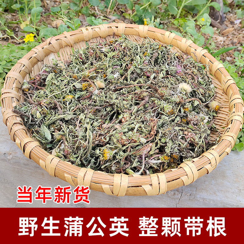 河南野生蒲公英正品新货无添加
