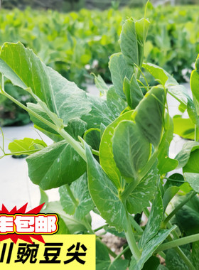 四川新鲜豌豆尖新鲜露天蔬菜现摘现发火锅配菜豌豆菜顺丰包邮