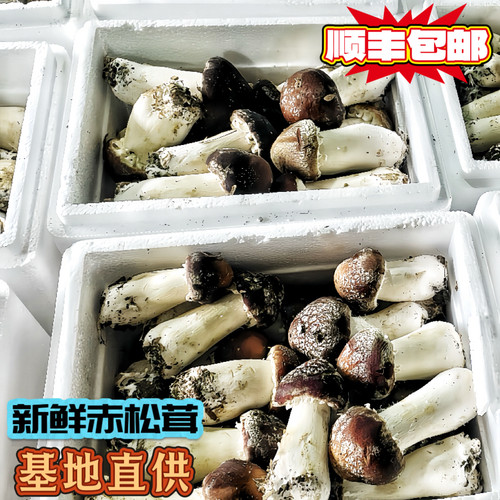 新鲜赤松茸食用菌菇姬松茸煲汤火锅食材炒菜餐美味大头菇顺丰包邮