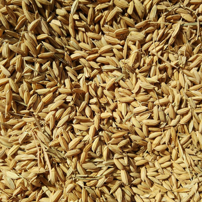 五常稻花香稻谷新水稻 五常稻花香水稻 五常水稻原粮农户自销