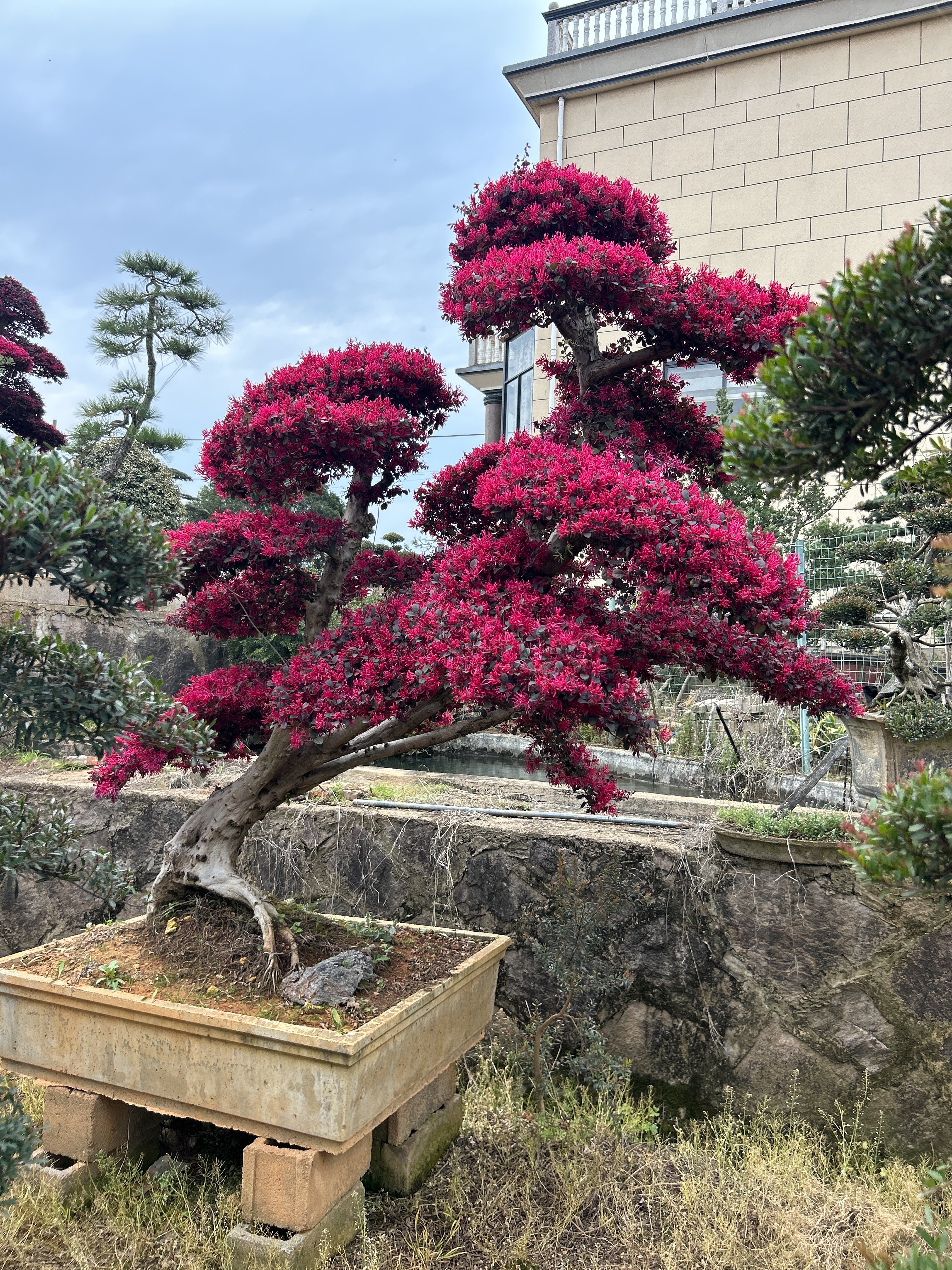老桩红花继木树桩庭院别墅植物四季常红不落叶庭院风景树继木