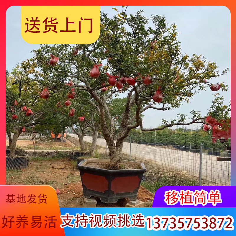 精品盘龙枣树苗阳台庭院老桩造型盆栽地栽耐寒龙爪枣别墅小区包邮